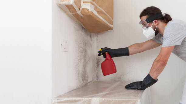 Professional Basement Mold Remediation technician working in Marysville, PA
