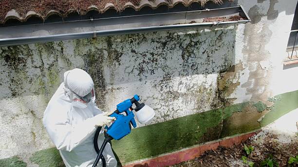 Top rated local Basement Mold Remediation specialists in Marysville, PA